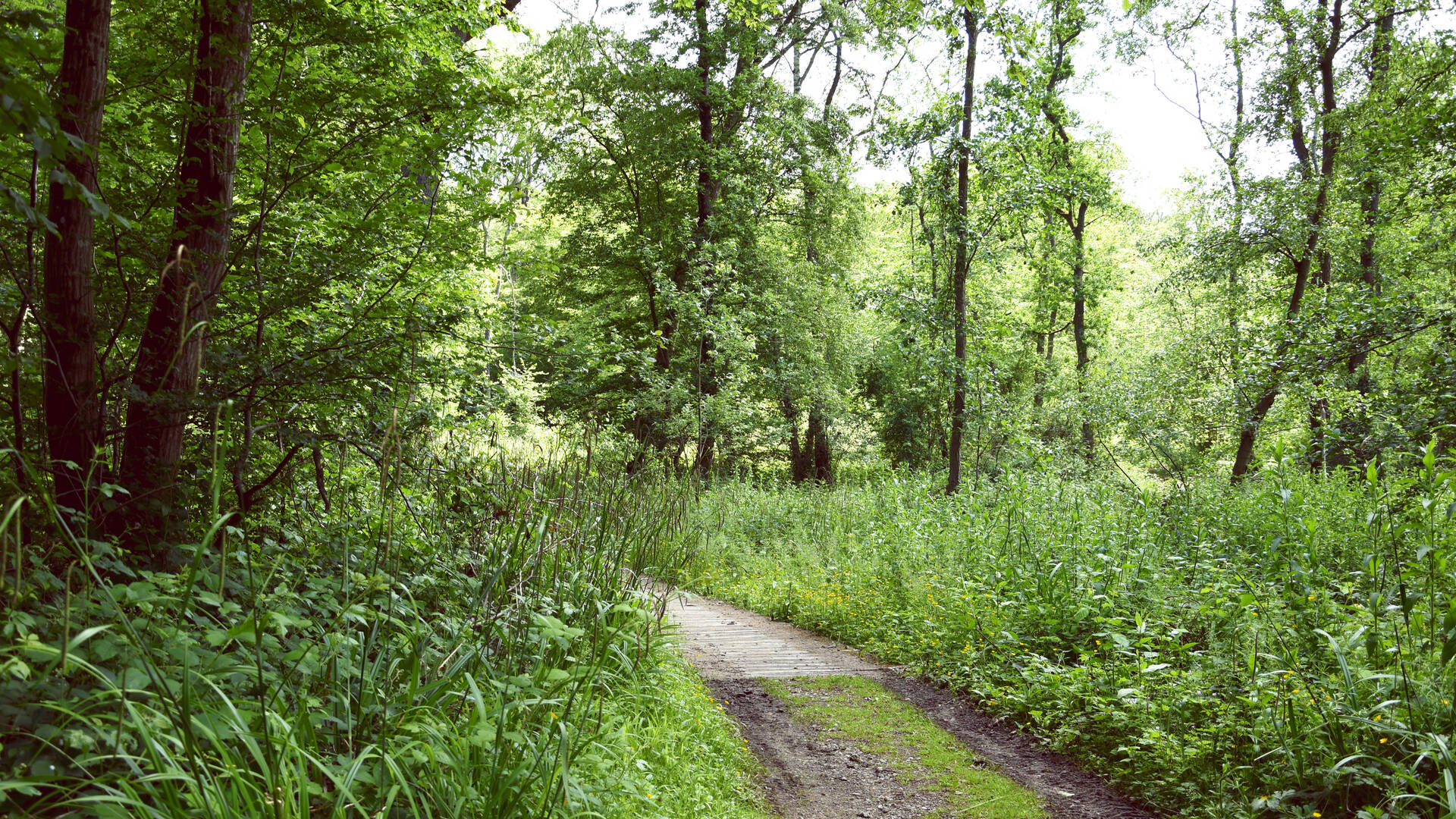 Forêt de La Capelle_©L. de Rocquigny